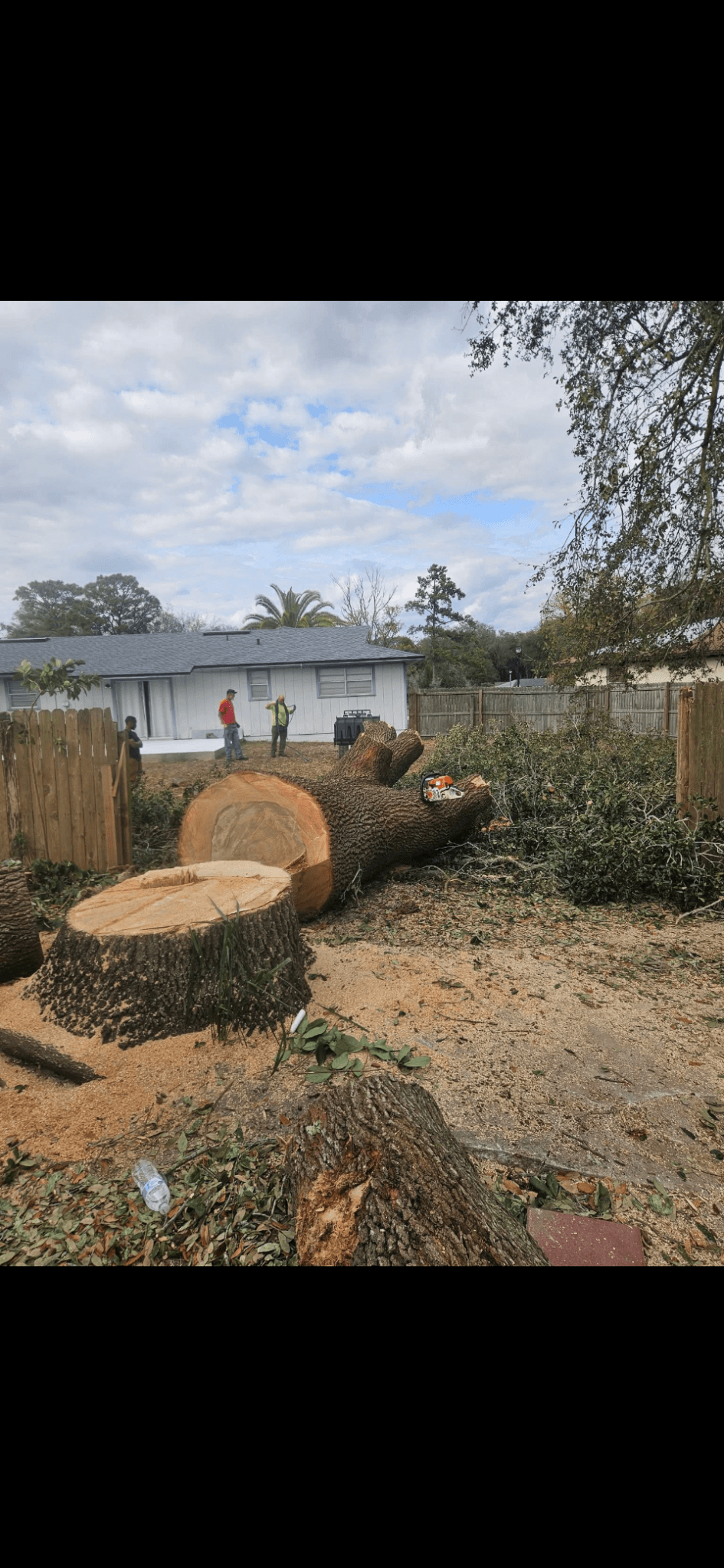 Patriot Trees job photo 9
