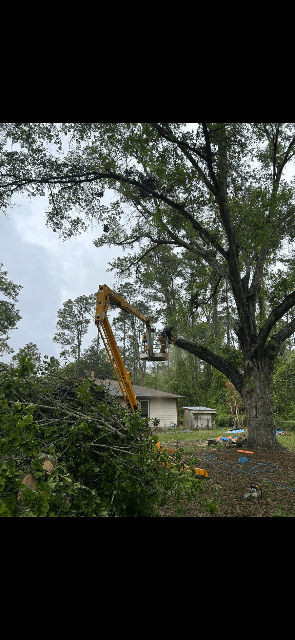 Patriot Trees job photo 11