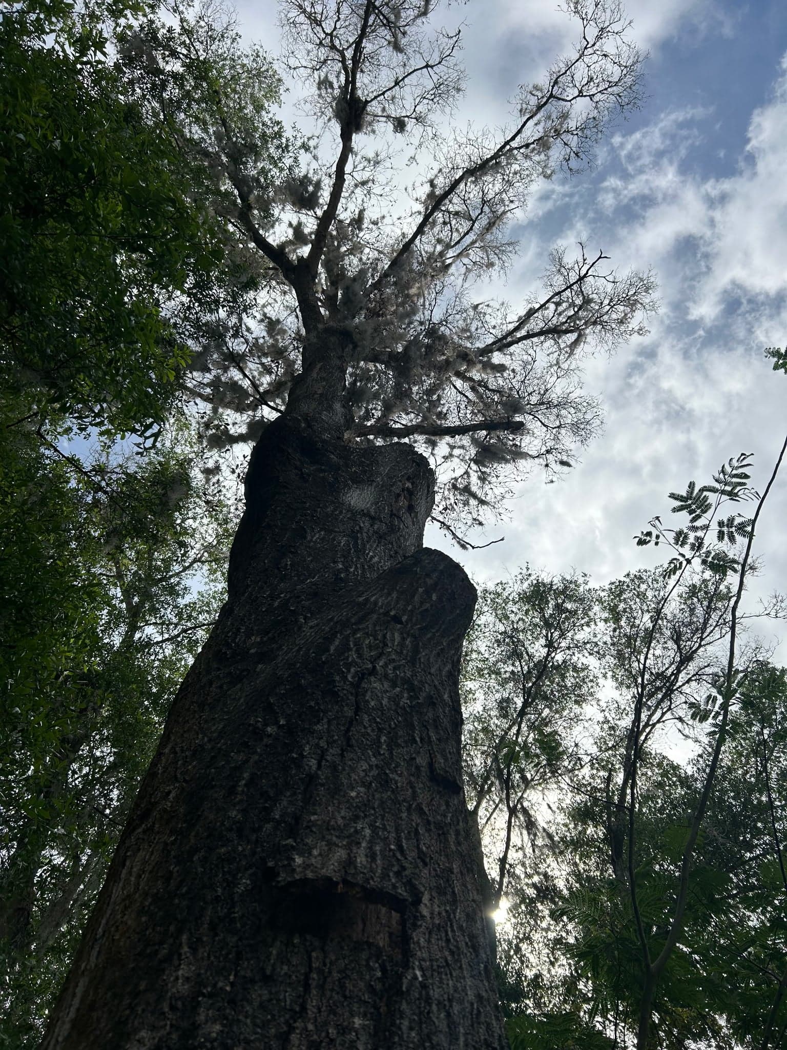 Patriot Trees job photo 14