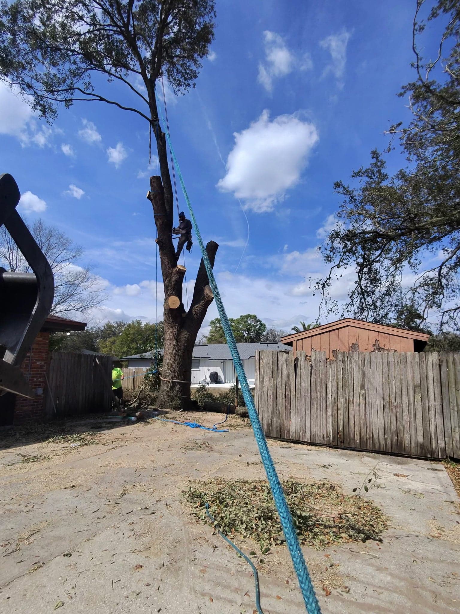 Patriot Trees job photo 16