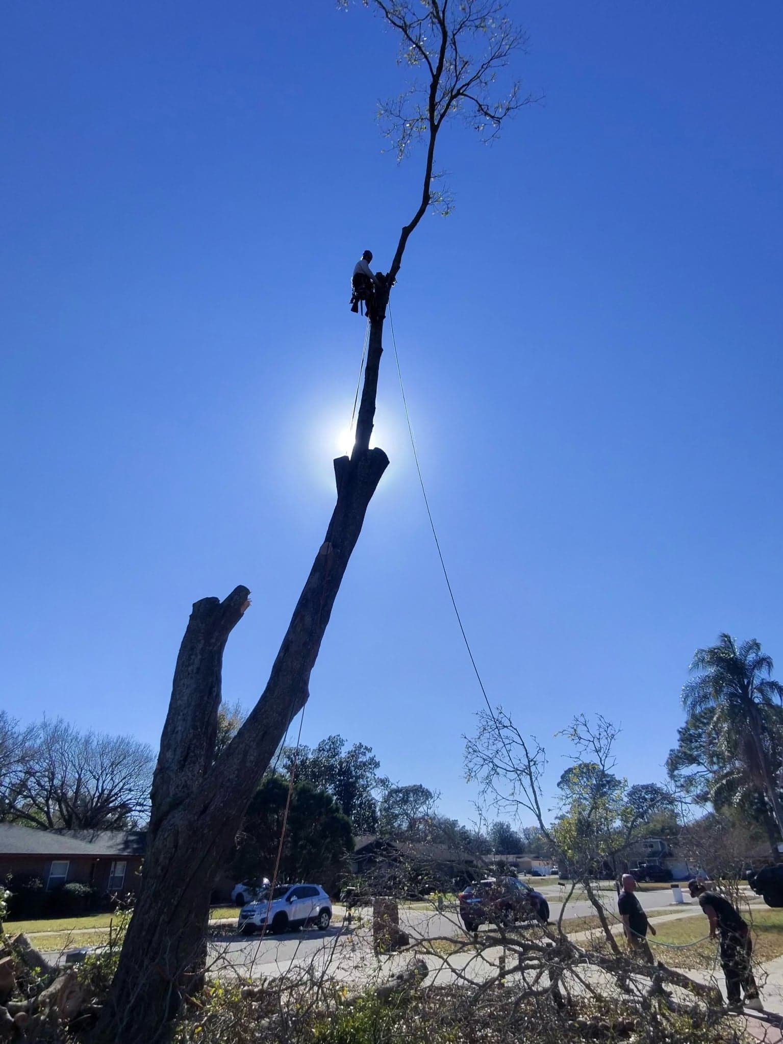 Patriot Trees job photo 19