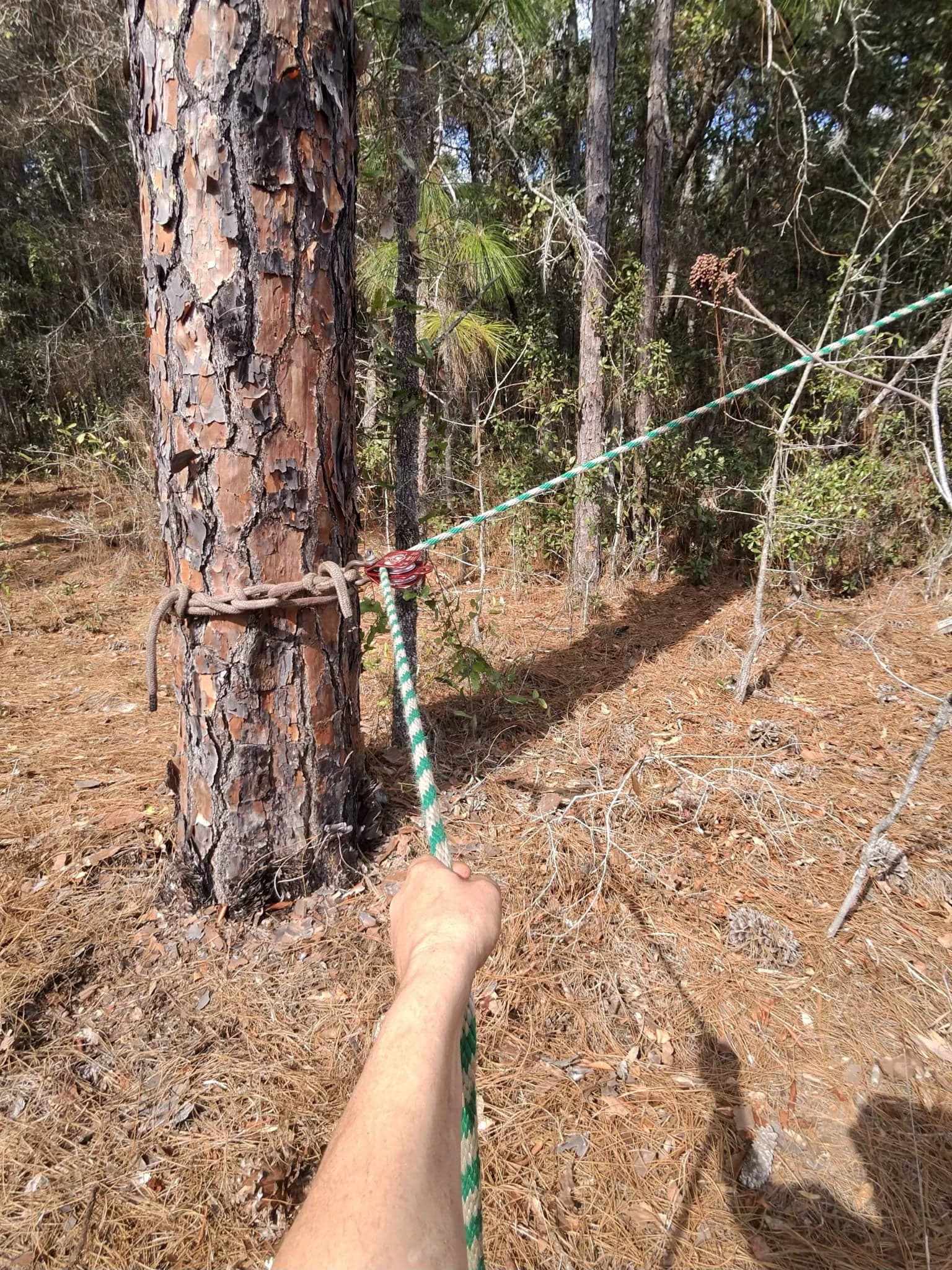 Patriot Trees job photo 21